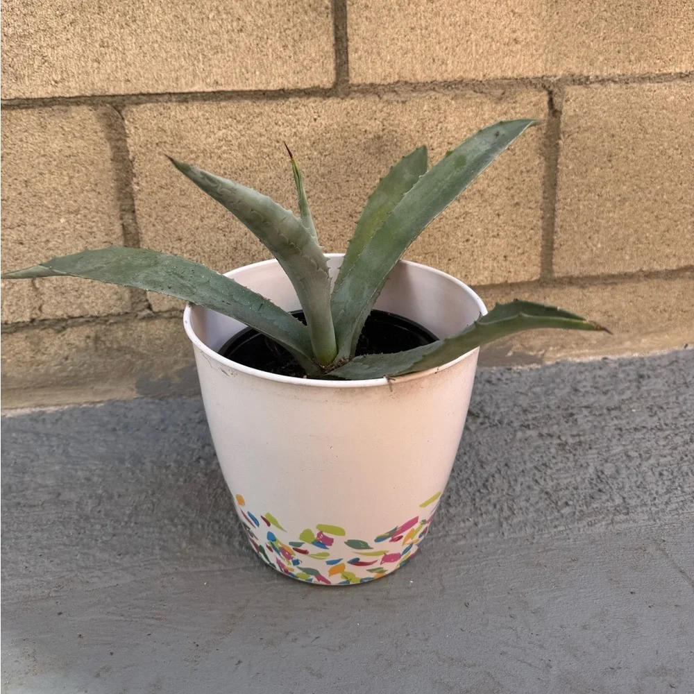 Agave / maguey/ succulent/